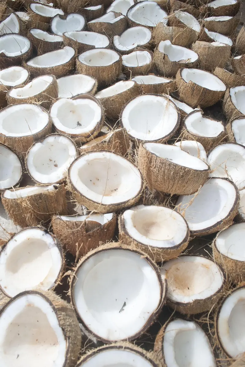 can coconut oil replace sunscreen the dangerous myth that