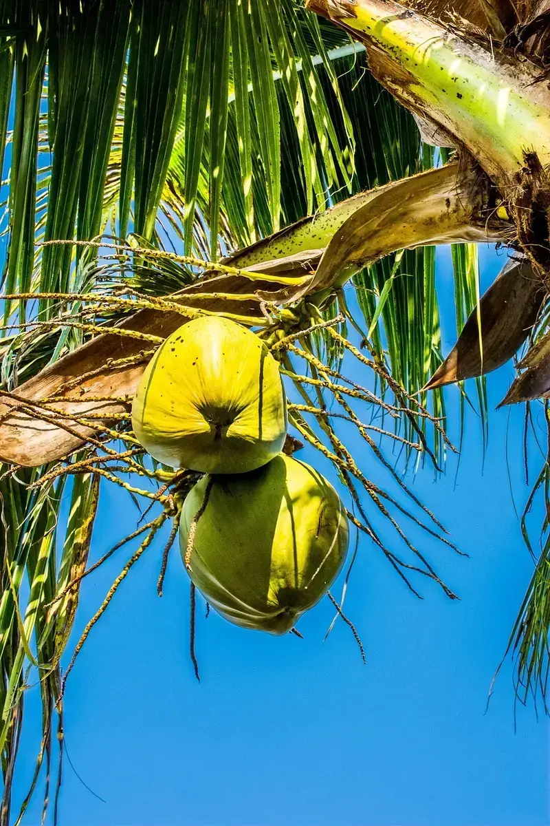 coconut oil vs tea tree oil for acne what actually clears