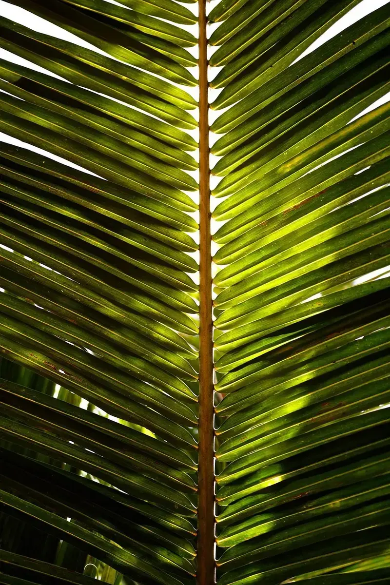 how coconut oil is processed from palm to jarand why it